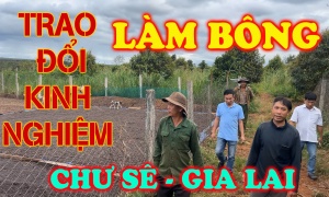 TRAO ĐỔI KINH NGHIỆM LÀM BÔNG - CHƯ SÊ - GIA LAI